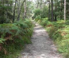 Mi forêt Liffre ce lundi ballade matinale
