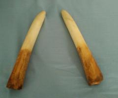 Objets du désir