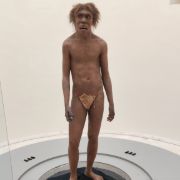 fredbulle
