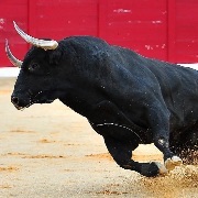 Bigbull